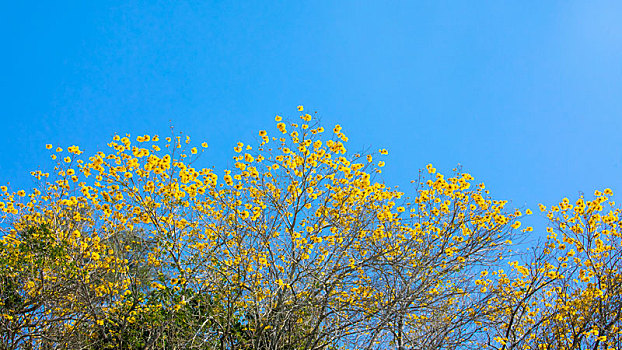 台湾春天的花季里漂亮的行道树是盛开的黄花风铃木