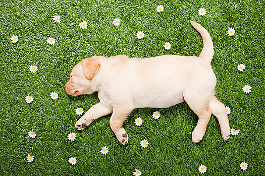 拉布拉多犬,小狗,睡觉,草地