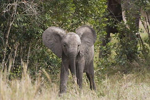 幼兽,非洲,灌木,大象,非洲象,肯尼亚,正面