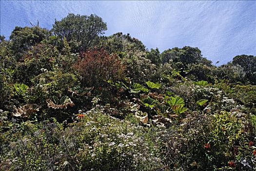植被,国家公园,哥斯达黎加