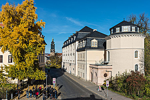 银杏,树,秋色,右边,公爵夫人,图书馆,塔,魏玛,图林根州,德国,欧洲