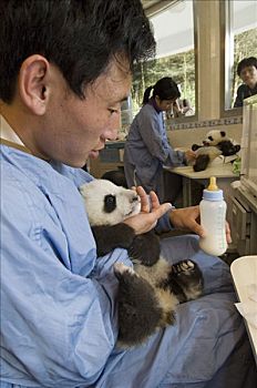 大熊猫,研究人员,幼兽,瓶子,照料,游客,看,卧龙自然保护区,中国
