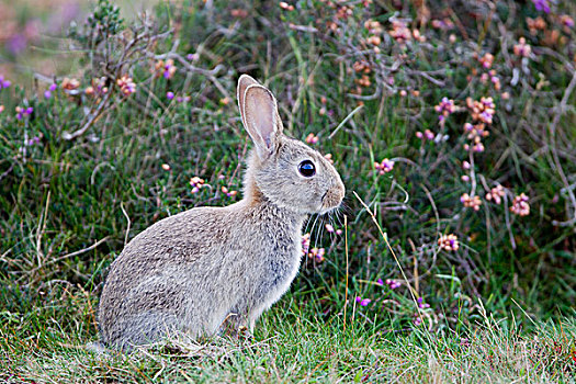欧洲兔,兔豚鼠属,成年,坐,石南灌丛,自然保护区,英格兰,英国,欧洲