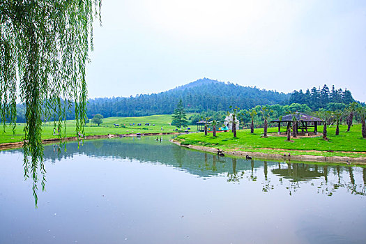 湖,涌泉湖,水面,树,定海神针