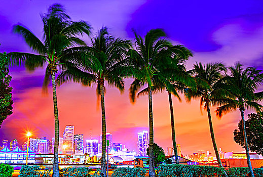 迈阿密,天际线,日落,棕榈树,佛罗里达,美国