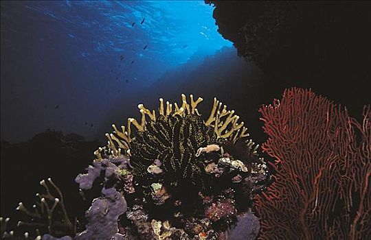 海百合,珊瑚,海扇,所罗门群岛,太平洋,海洋动物,水下,动物