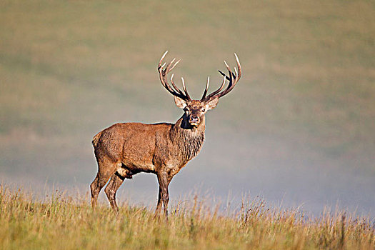赤鹿,鹿属,鹿,杜鹿,站立,模糊,草地,黎明,发情期,自然保护区,英格兰,英国,欧洲