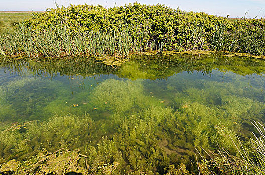 僵硬,金鱼藻,普通,清晰,沿岸,诺福克,英格兰,欧洲