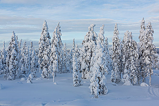 冬日树林,芬兰,欧洲