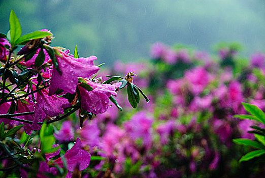 杜鹃花开