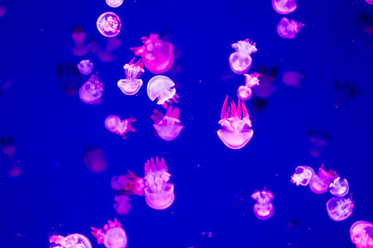 广州海洋世界五颜六色的水母