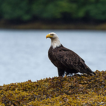 鹰,栖息,海岸,地区性,地区,岛屿,不列颠哥伦比亚省,加拿大