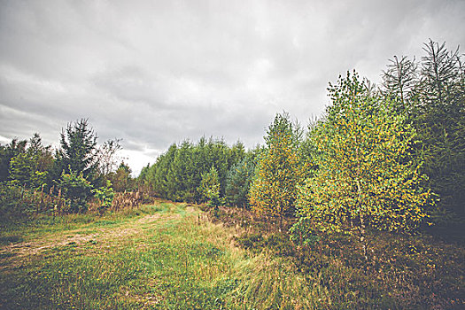 乡村,风景,黄色,桦树,秋天