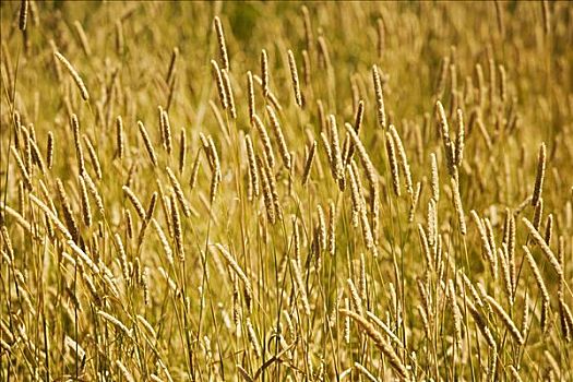 小麦,作物,地点