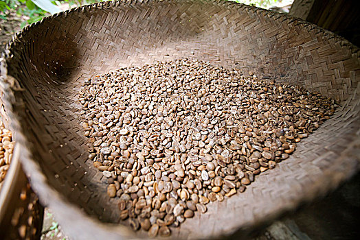 发酵,咖啡豆,亚洲,手掌,咖啡种植园,乌布,巴厘岛,印度尼西亚