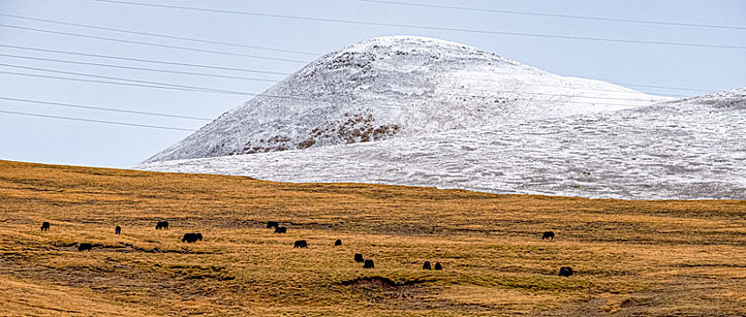 草原雪山牦牛群