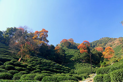 龙井茶园