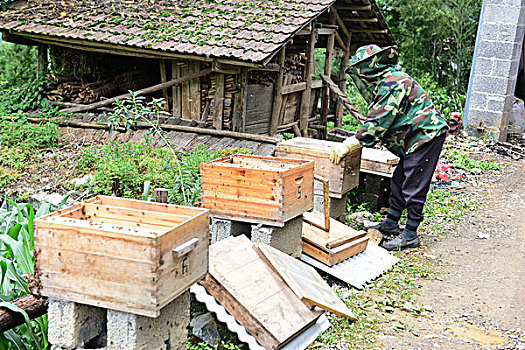 蜜蜂养殖取蜂蜜