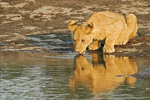 狮子,杯子,水坑,萨维提,博茨瓦纳,非洲