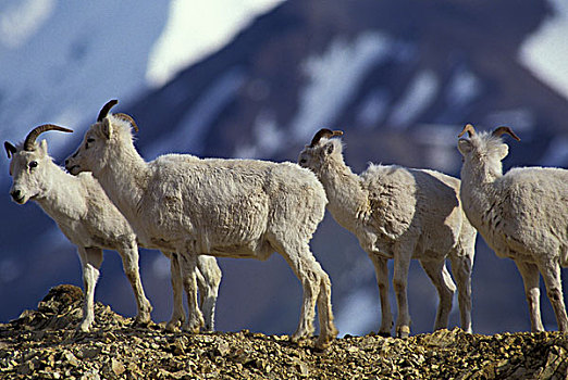 美国,阿拉斯加,德纳里峰国家公园,野大白羊,多彩