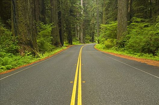 道路,通过,树林,景色,大路,溪流,红杉,州立公园,红杉国家公园,加利福尼亚,美国