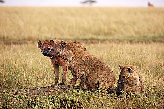 斑点土狼,斑鬣狗,局部,洞穴,入口,马赛马拉国家保护区,肯尼亚,非洲