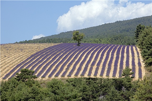 薰衣草种植区,法国