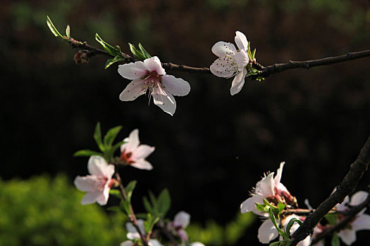 春天里桃花开