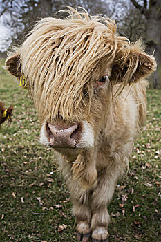 母牛,长发,上方,脸,苏格兰边境,苏格兰
