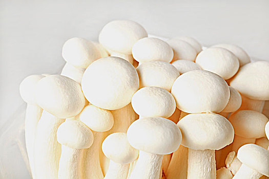 静物蘑菇