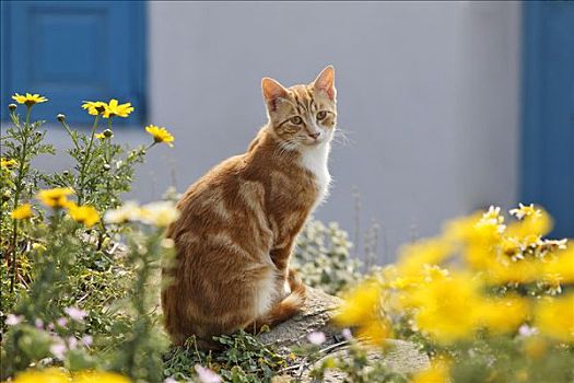 猫,下方,花,米克诺斯岛,希腊