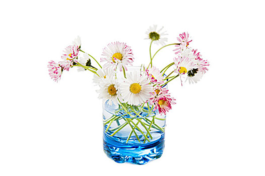 花,雏菊,玻璃,隔绝,白色背景