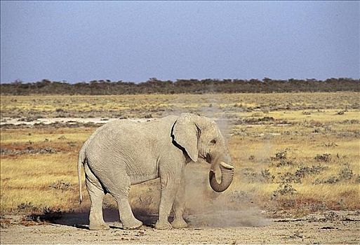 大象,非洲象,哺乳动物,纳米比亚,埃托沙国家公园,非洲,动物