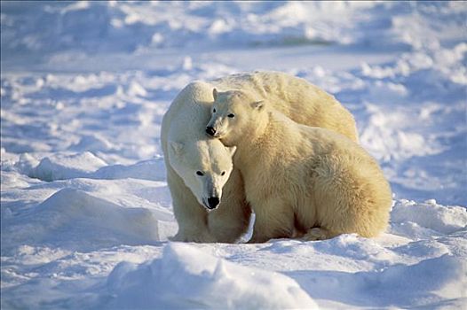 北极熊,休息,冰原,丘吉尔市,曼尼托巴,加拿大