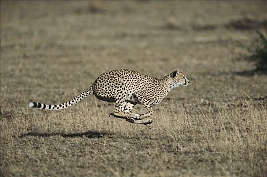 印度豹,猎豹,雌性,追逐,瞪羚,马赛马拉国家保护区,肯尼亚