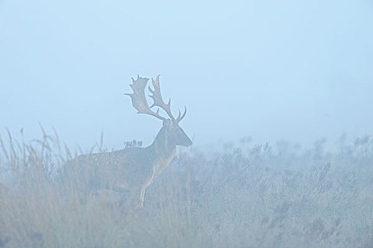 雄性,扁角鹿,黇鹿,晨雾,黑森州,德国