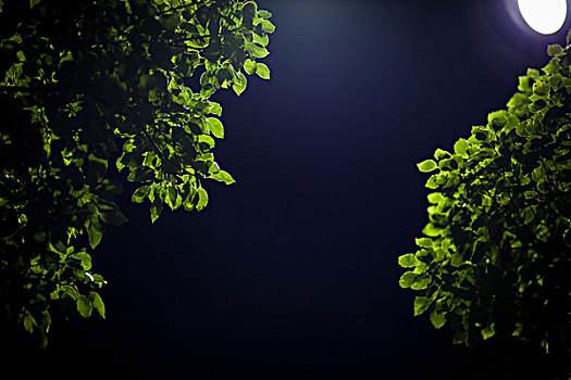 夜晚的枝叶