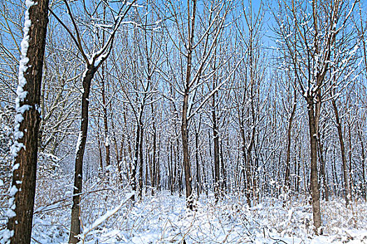 中国冬季白色的雪覆盖着的树林