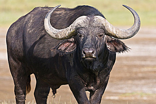 南非水牛,肯尼亚