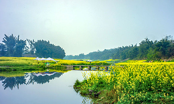 三月油菜花