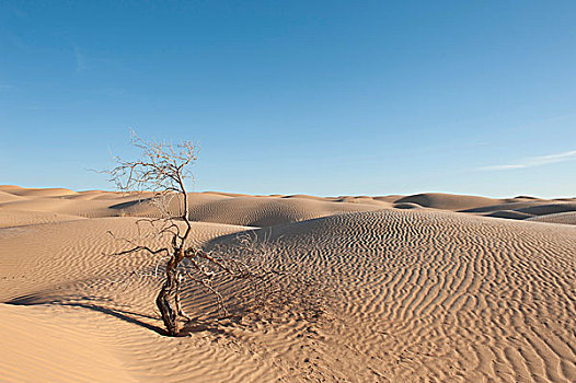 孤单,瘦弱,灌木,沙丘,撒哈拉沙漠,杜兹,南方,突尼斯,北非,非洲