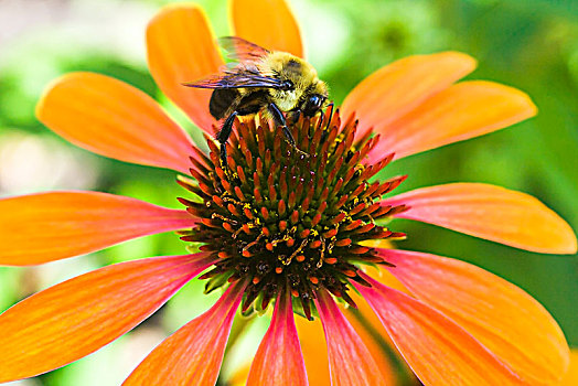 大黄蜂,熊蜂,觅食,花蜜,橙色,紫锥菊,金花菊,夏天,蒙特利尔,魁北克,加拿大,北美