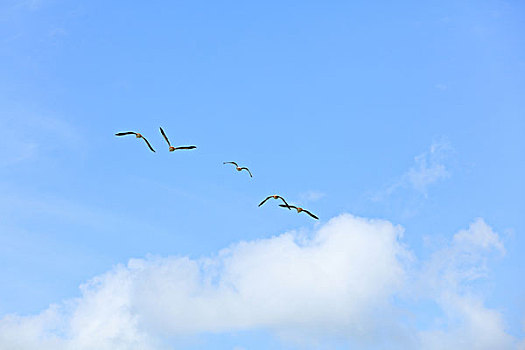 斑头雁,天空