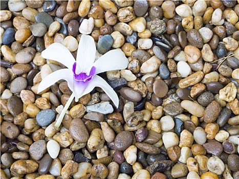 白色,紫色,兰花,彩色,鹅卵石