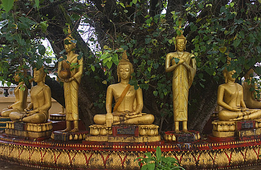 老挝,万象,佛塔,北方,庙宇,佛像,树下