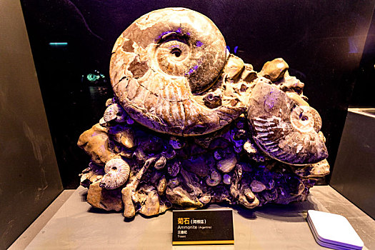 中国海洋博物馆的海洋生物化石,鹦鹉螺