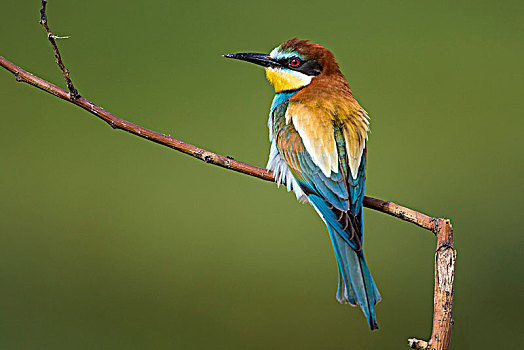 食蜂鸟,黄喉蜂虎,生物保护区,多瑙河三角洲,多布莱加,罗马尼亚,欧洲