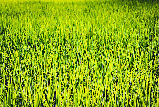 绿色,稻田,满,尺寸