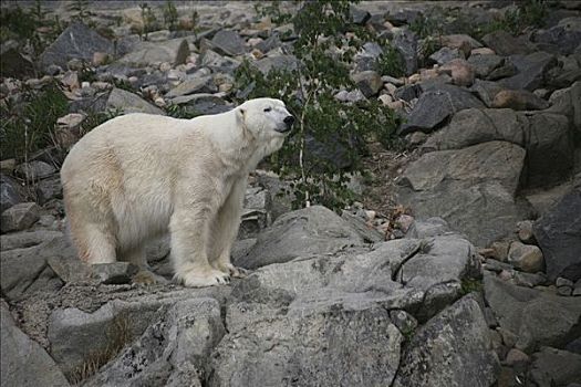 北极熊,岩石上,动物园,芬兰