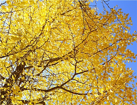 黄色,银杏,树,清晰,蓝天